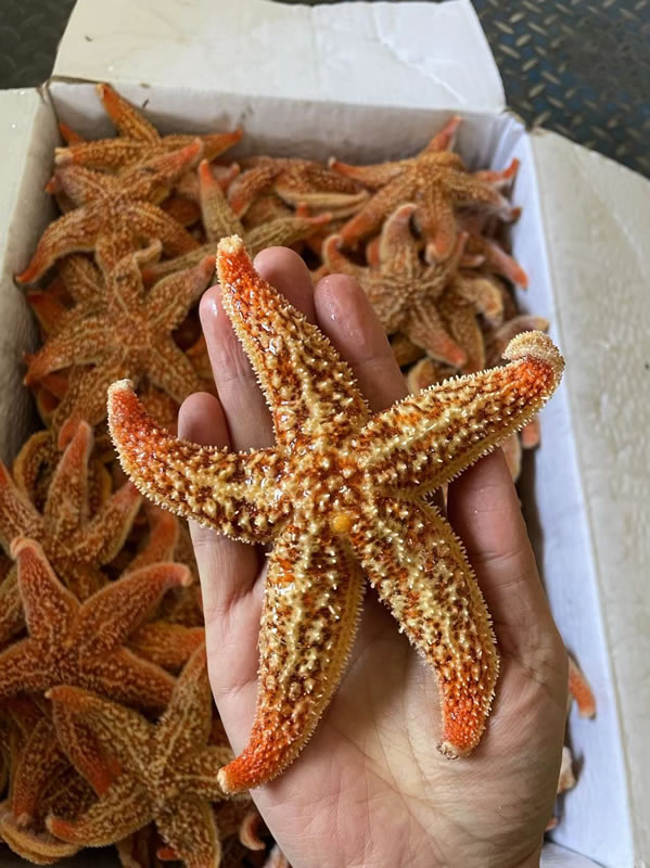 小海星