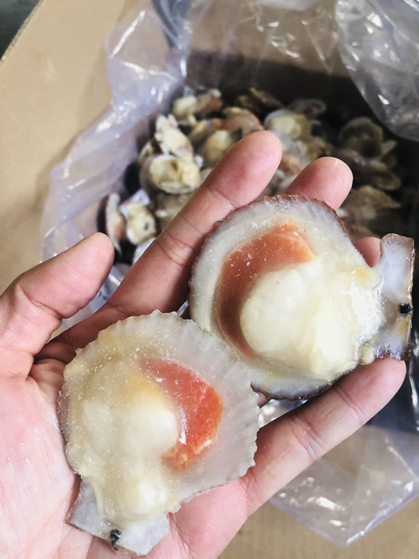 娃娃贝
