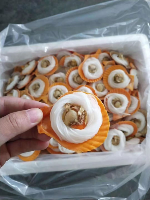 黄金粉丝贝