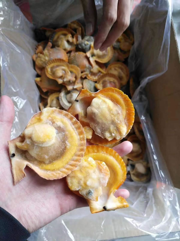 黄金贝