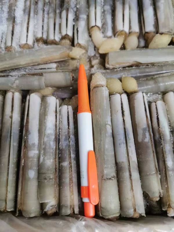竹蛏子