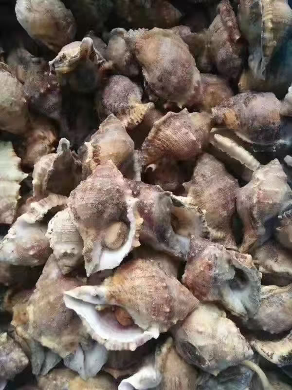 海螺