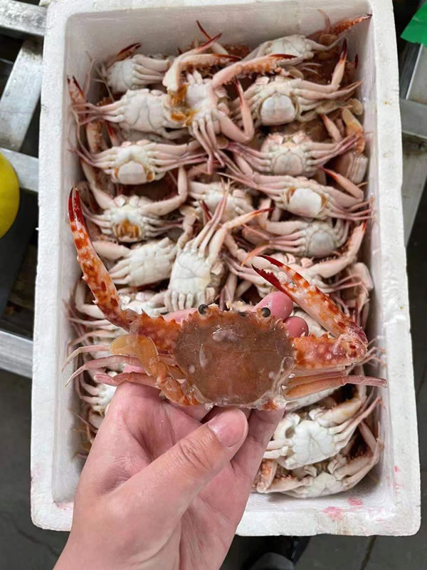 红毛蟹